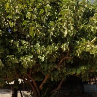 Cordia subcordata Lam.